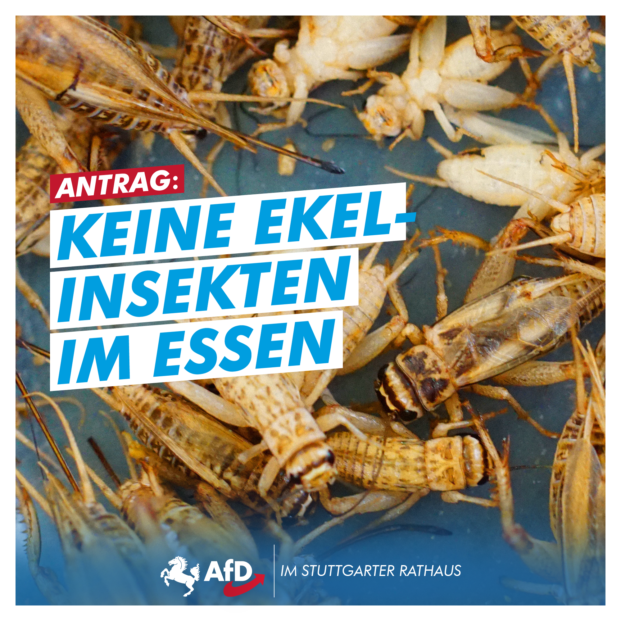 Keine Ekel-Insekten in unserem Essen!